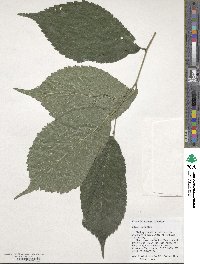 Ulmus rubra image