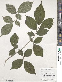 Ulmus rubra image