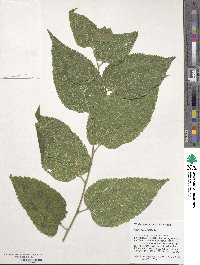 Celtis occidentalis image