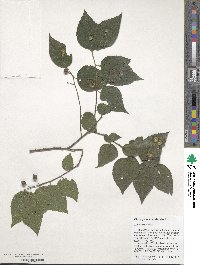 Celtis occidentalis image