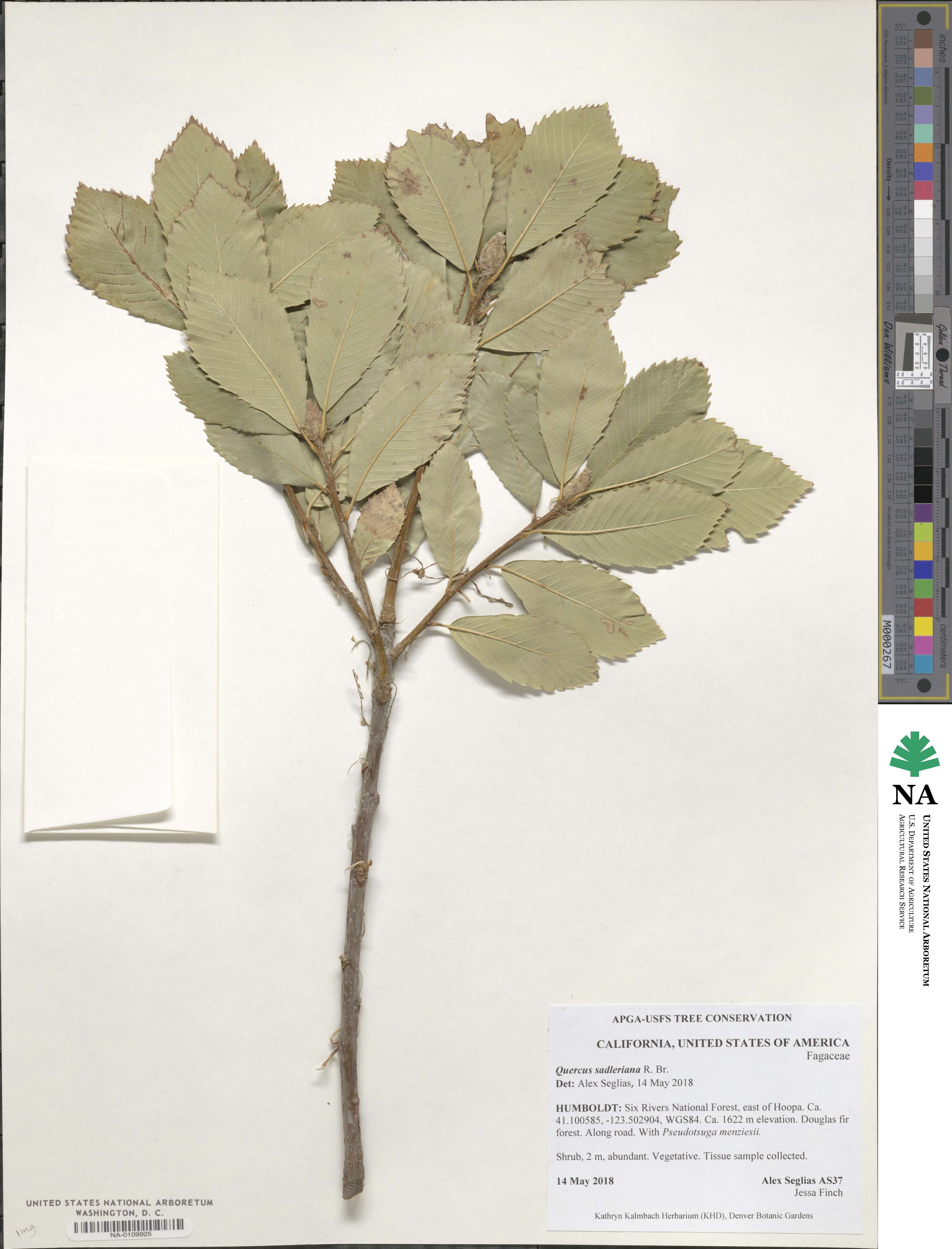 Quercus sadleriana image