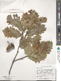 Quercus hartwissiana image