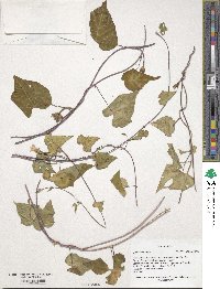 Ipomoea lacunosa image