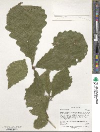 Quercus michauxii image