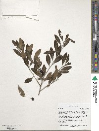 Ilex glabra image