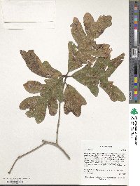 Quercus alba image