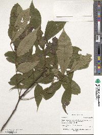 Carya glabra image