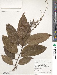 Oxydendrum arboreum image