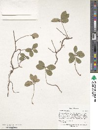 Gaultheria procumbens image