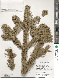 Abies nordmanniana image