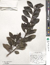 Ilex colchica image