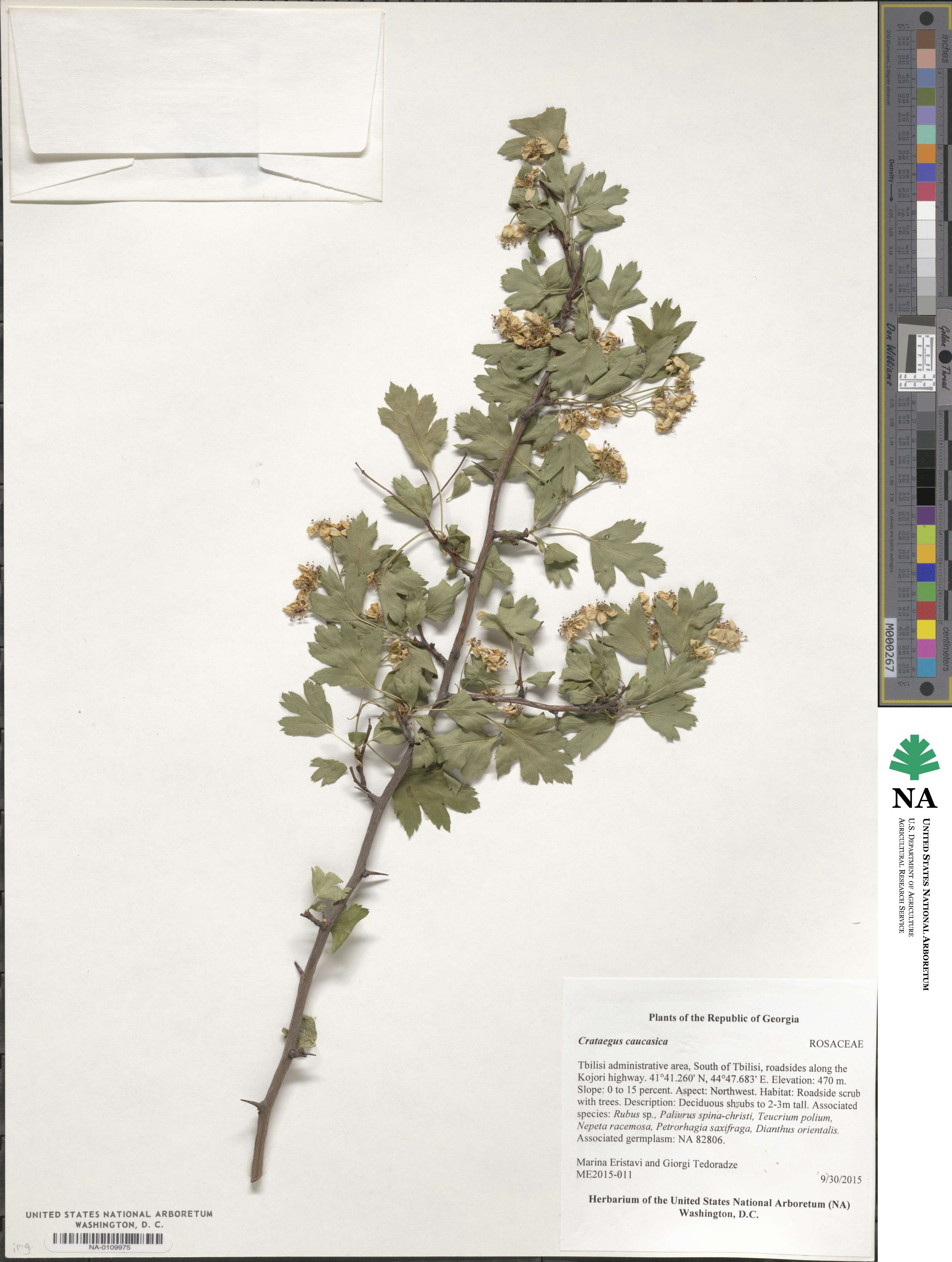 Crataegus caucasica image