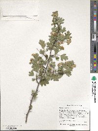 Crataegus caucasica image