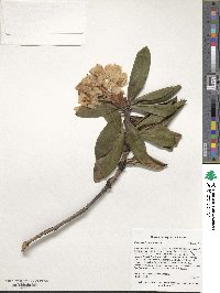 Rhododendron caucasicum image