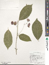 Euonymus latifolius image