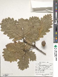 Quercus macranthera image