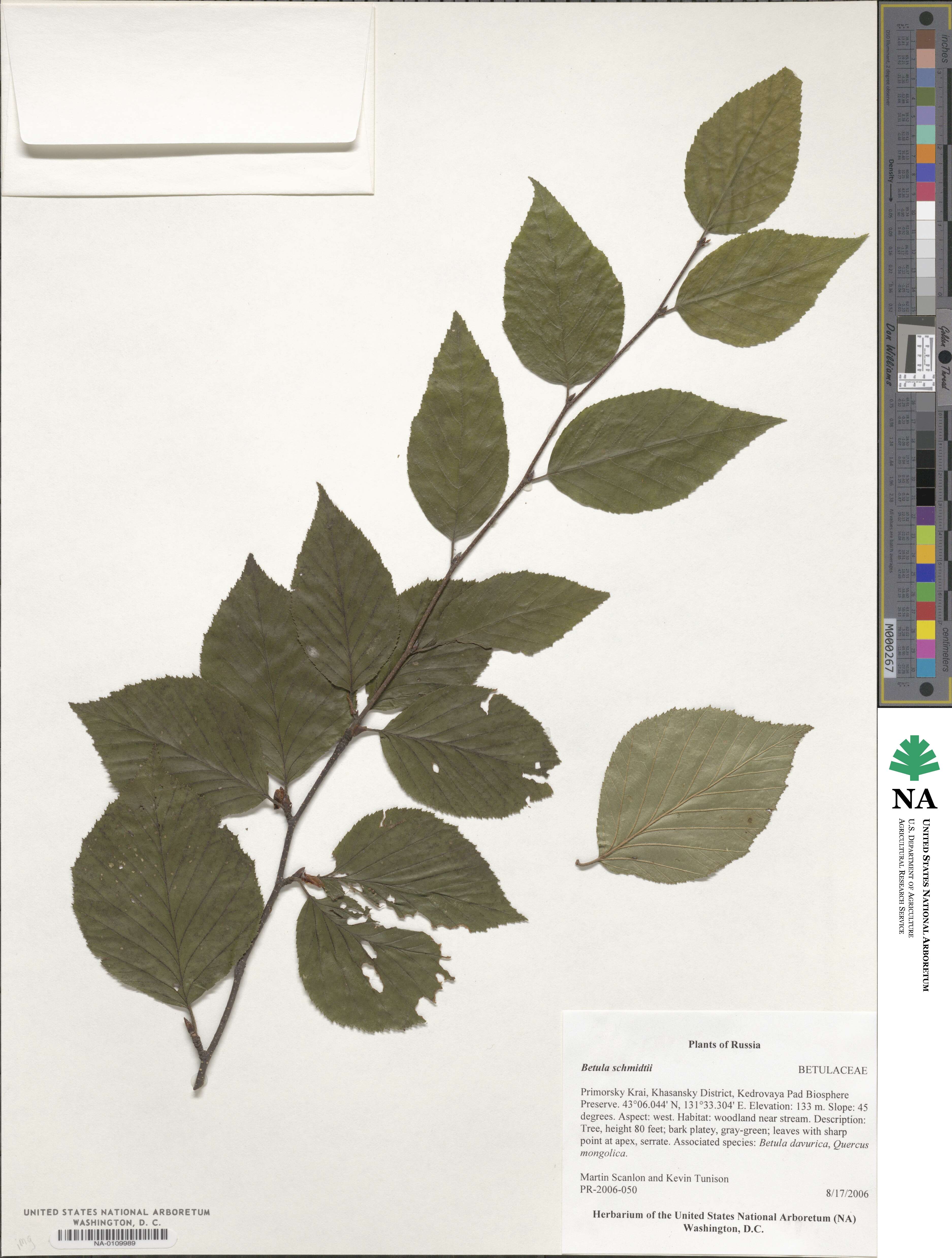 Betula schmidtii image
