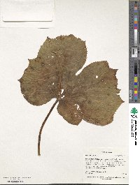 Diphylleia grayi image