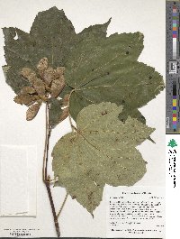 Acer sosnowskyi image