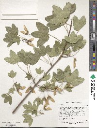 Acer monspessulanum image