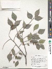 Celtis australis image