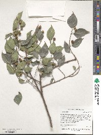 Celtis australis image