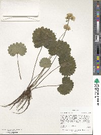 Saxifraga manshuriensis image