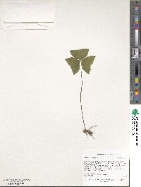 Oxalis griffithii image