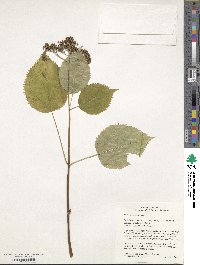 Hydrangea arborescens image