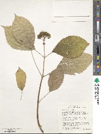 Hydrangea arborescens image