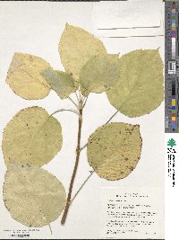 Hydrangea arborescens image