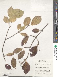 Viburnum prunifolium image