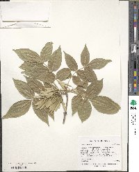 Fraxinus angustifolia image