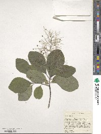 Cotinus obovatus image
