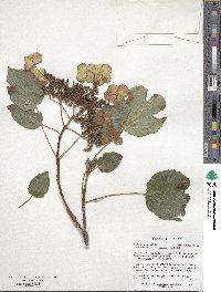 Hydrangea anomala image