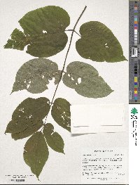 Aralia cordata image