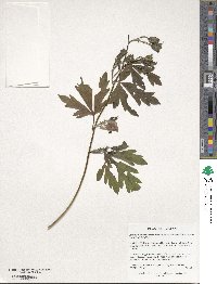 Aconitum sachalinense image