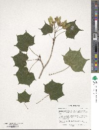 Acer pictum image