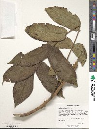 Juglans mandshurica image