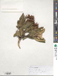 Rhododendron caucasicum image