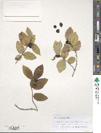 Lonicera caucasica image