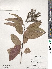 Oxydendrum arboreum image