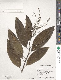 Oxydendrum arboreum image