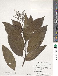 Oxydendrum arboreum image