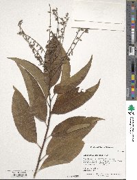 Oxydendrum arboreum image