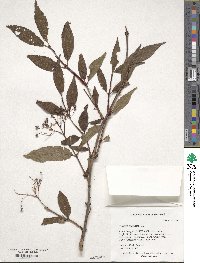 Deutzia glabrata image