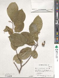 Neoshirakia japonica image