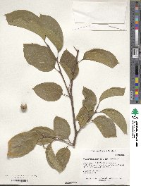 Neoshirakia japonica image