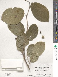 Neoshirakia japonica image