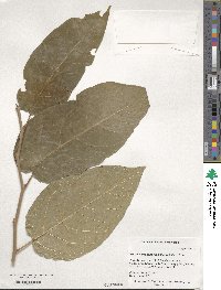 Neoshirakia japonica image